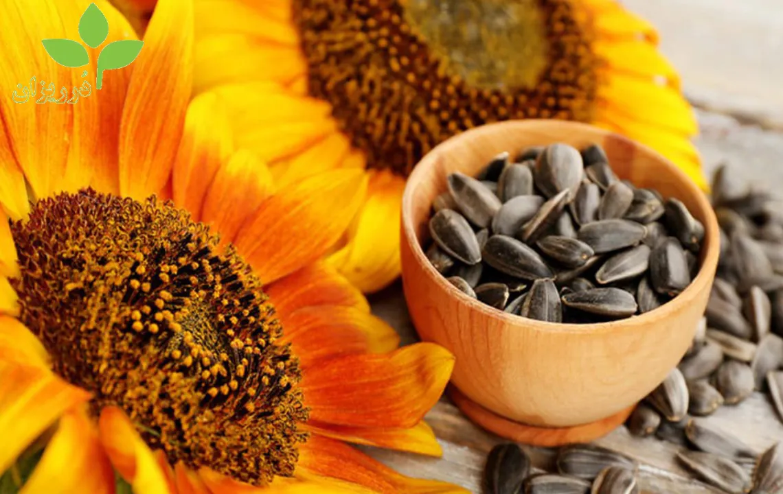 عکس تصویری از تخمه آفتابگردان و چربی خون| درریزان